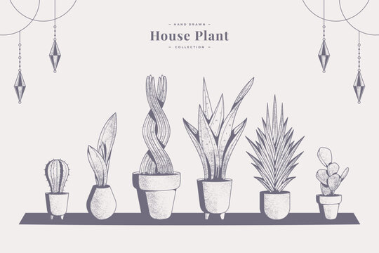 hand drawn vintage house plant collection