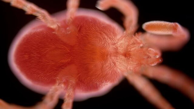 Mite (acari) from the family Trombidiidae under a microscope, order Prostigmata. They are also called red mites or velvet mites.
