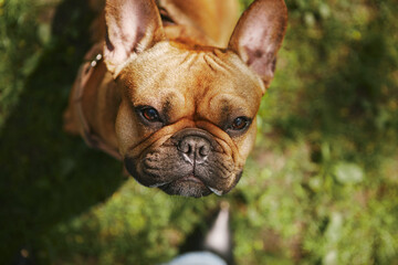 Little brown French bulldog asking for a treat. Cute young dog sitting on the ground and looking in a camera