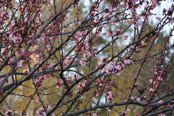 branches