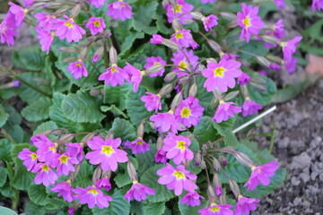 flowers in the garden