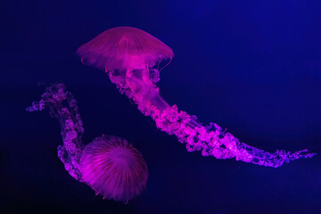 South American sea nettle jelly fish swim underwater aquarium pool with pink neon light