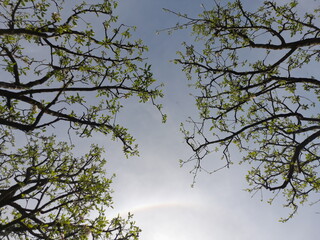 trees in the sky