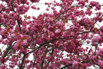 Closeup on the rich pink colored seasonal blossoming Japaneses cherry tree, Prunus serratula, standing in the garden