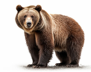 Fototapeta na wymiar photo of grizzly bear isolated on white background. Generative AI