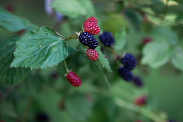 Branch with large blackberries, close up. Local farm organic growing. Fresh natural berries, harvest time, summer background. Selective focus.