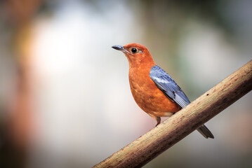 orange-headed thrush is a bird in the thrush family. It is common in well-wooded areas of the Indian Subcontinent and Southeast Asia