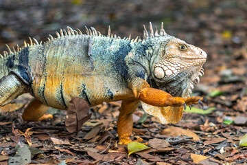 Fototapeta premium leguan, reptile presenting himself in wildlife botanical garden. so beautiful with different colors
