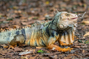 Obraz premium leguan, reptile presenting himself in wildlife botanical garden. so beautiful with different colors