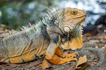 Fototapeta premium leguan, reptile presenting himself in wildlife botanical garden. so beautiful with different colors