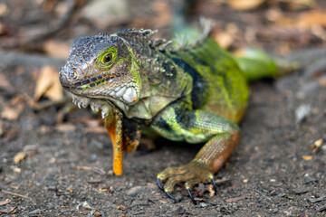 leguan, reptile presenting himself in wildlife botanical garden. so beautiful with different colors