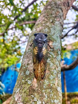 Cicada Insects, Cicada Macro, Cicada perched on a branch in their natural habitat.