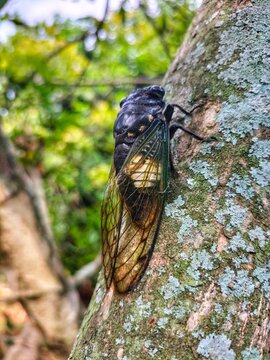 Cicada Insect, Cicada Macro, Cicada perched on a branch in its natural habitat, side view below