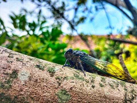 Cicada Insect, Cicada Macro, Cicada perched on a branch in its natural habitat, side view