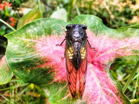 Cicada Insect, Cicada Macro, Cicada perched on a leaf in its natural habitat.