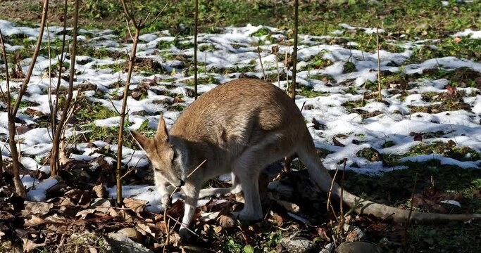 The agile wallaby, Macropus agilis also known as the sandy wallaby is a species of wallaby found in northern Australia and New Guinea.