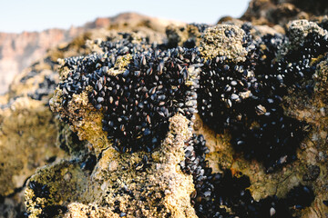 Small mussels on rocks on the shoreline, closed at low tide.