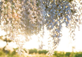 藤岡ふじまつりの夕日に照らされた白い藤の花2