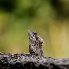 bearded dragon lizard