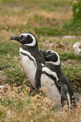 Obraz premium Magellanic penguin (Spheniscus magellanicus) portrait