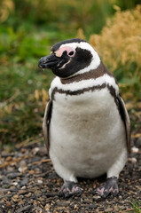 Magellanic penguin (Spheniscus magellanicus) portrait
