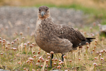 Cinnamon skua (Stercorarius chilensis) portrait