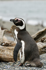 Magellanic penguin (Spheniscus magellanicus) portrait