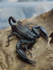 big black scorpion on a stone