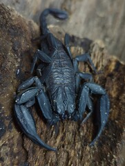 big black scorpion on wood