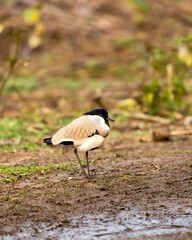 Near threatned bird river lapwing or Vanellus duvaucelii bird closeup or portrait at dhikala zone of jim corbett national park or forest reserve uttarakhand india asia