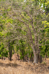 wild male bengal tiger or panthera tigris habitat resting under shades of sal trees in extremely hot day in summer season safari at bandhavgarh national park tiger reserve forest madhya pradesh india
