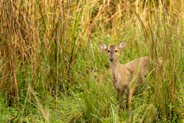 Fototapeta na wymiar Indian hog deer or Axis porcinus closeup with eye contact in natural green background at pilibhit national park or tiger reserve uttar pradesh india asia