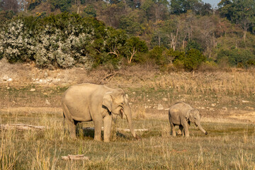 Fototapeta premium wild asian elephant or Elephas maximus indicus mother with her calf or baby side profile in winter morning light at dhikala zone of jim corbett national park forest uttarakhand india asia