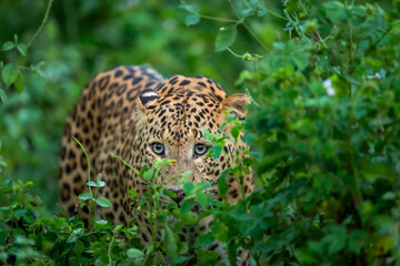 wild male leopard or panther or panthera pardus fusca face closeup in natural monsoon green season during outdoor jungle safari at forest of central india asia