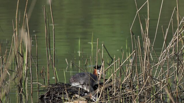 Great Crested Grebe (Podiceps cristatus). Female Grebeinvites the male to the nest for copulation. The mating ritual of birds