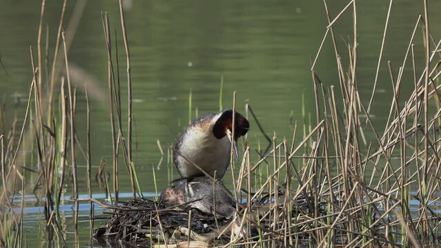 Great Crested Grebe (Podiceps cristatus). Mating pair of Great Grebes in the nest