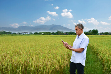 Asian senior male farmer standing on ridge, holding tablet, looking and touching on screen to check and store his rice growing information during his weekend activity, happy life of elders concept.