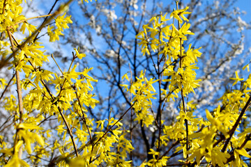 Yellow flowers of Forsythia bush
