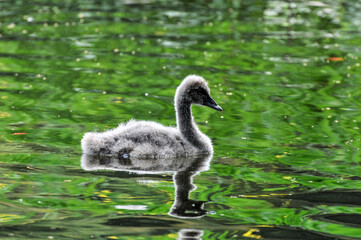 A family of swans in the pond, including swan cubs, photographed at the Ecological Zoo in Changsha, China。