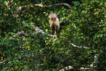 Naklejka na ściany i meble White-faced Capuchin - Cebus capucinus, beautiful brown white faces primate from Latin America forests, Gamboa forest, Panama.