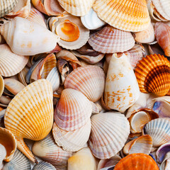 Variety of seashells