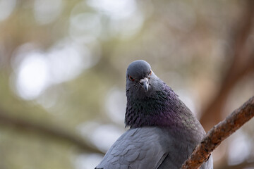 dove on the stone
