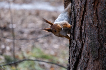 squirrel on a tree