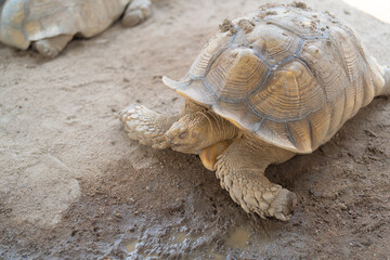 Fototapeta premium Asian giant turtle with hard shell eating food, vegetables isolated on sand ground in zoo park. Wildlife amphibians animal in nature.