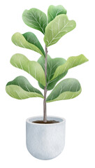 ficus lyrata in plant pot watercolor style