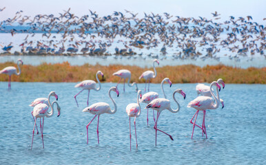 Manyas Bird Paradise National Park - Balikesir, Turkey