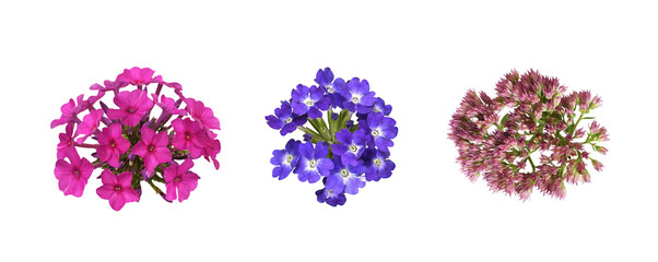 Set of colorful flowers isolated on white or transparent background