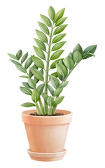 zamioculcas plant in pots watercolor style