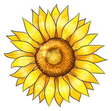 sunflower watercolor style