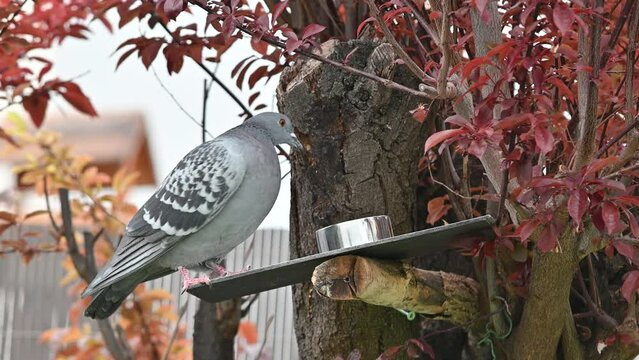 pigeons,tourterelles, oiseaux des villes